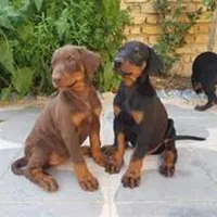 سگ محافظ همه چی تموم دوبرمن نگهبان شجاع|سگ|تهران, دربند|دیوار