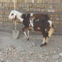 بره نر پلنگی درجه یک
