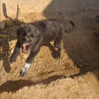 واگذاری توله سگ