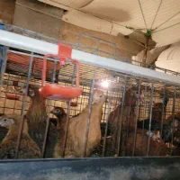 فروش عمده نیمچه  مرغ و خروس گلپایگان تخمگذار