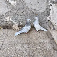 فروش کبوتر