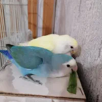 یک جفت طوطی برزیلی سالم وزیبا.(با قفس و وسایل)