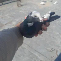 کبوتر پلاکی