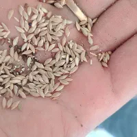 تخم کتان