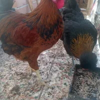 خروس|حیوانات مزرعه|ایلام, |دیوار