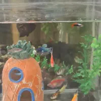 خونه برای اکواریوم