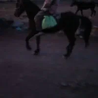 فروش اسب مادیان