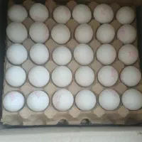 پخش تخم مرغ