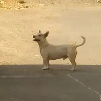 سگ پاکوتاه