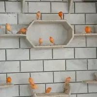 جوجه قناری قرمز