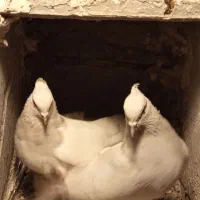 کبوتر کله الماسی|پرنده|بناب, |دیوار