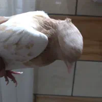 کله زرد کاکلی رسمی نوک وچنگ سفید هم برجفتگاه وپرش