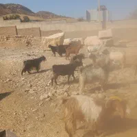۲۰ راس بز چاق|حیوانات مزرعه|خرمآباد, |دیوار