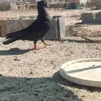 فروش کبوتر ذاغ آبادانی نر|پرنده|فیروزآباد (فارس), |دیوار