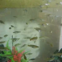 ماهی ماهی گوپی|ماهی|سیرجان, |دیوار