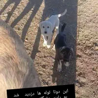 توله گمشده