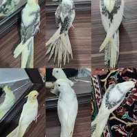 عروس هلندی