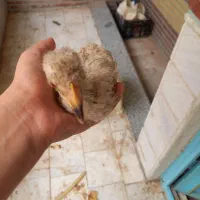 دو عدد جوجه سه ماهه