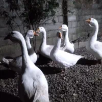 فروش پنج عدد قو غاز سالم و سلامت یک نر چهار ماده|حیوانات مزرعه|رشت, سیا اسطلخ|دیوار