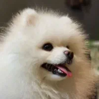 توله پامر نر و ماده