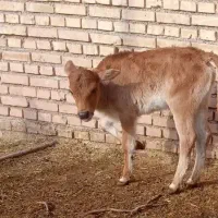 گاو یاگوساله