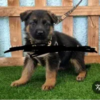 سگ ژرمن شپرد اصل