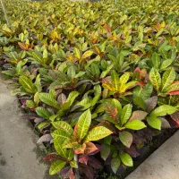 گل اپارتمانی کرتن|گل و گیاه طبیعی|محلات, |دیوار