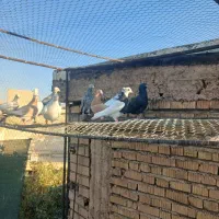 کفتر|پرنده|شیراز, گلشن|دیوار