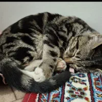 بچه گربه|گربه|تهران, هرندی|دیوار