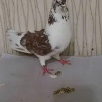 کبوتر پرشی|پرنده|نسیمشهر, |دیوار