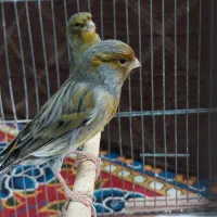 قناری مست مست|پرنده|کارون, |دیوار