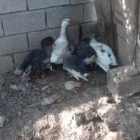 ۵ عدد غاز سر حال وسالم به فروش می‌رسد