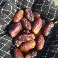خرما پیارم بوشهری