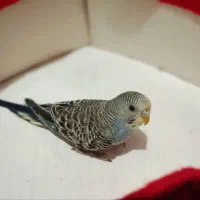 مرغ عشق بالغ