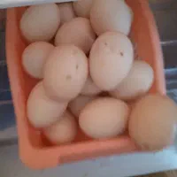 شهرک طالقانی|حیوانات مزرعه|بندر ماهشهر, |دیوار