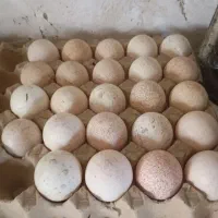 تخم نطفه دار بوقلمون