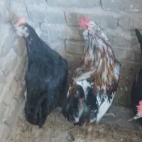 مرغ خروس