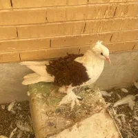 جکسون ماده معاوضه با نرش