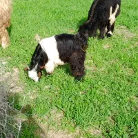 تیشتر|حیوانات مزرعه|مسجد سلیمان, |دیوار