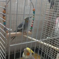 عروس هلندی
