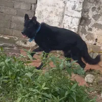 سگ ژرمن بلک