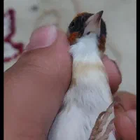 پرنده سره سهره ماده چونه سفید