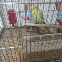 مرغ عشق انگلیسی|پرنده|رشت, باهنر|دیوار