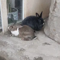 خرگوش نر و ماده دهگلان