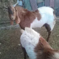 بز و نربز پاکستانی یا افغانی و دورگ