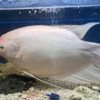 گورامی غول پیکر اسفرلنوس گوارامی پنکوسی کت|ماهی|کاشمر, |دیوار