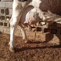 دو عدد گاو با گوساله نر و ماده سیمیتال