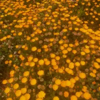 بذر گل همیشه بهار
