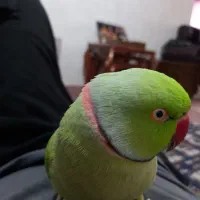 طوطی ملنگو سخنگو|پرنده|طبقده, |دیوار