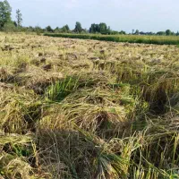 فروش زمین زراعی کشاورزی